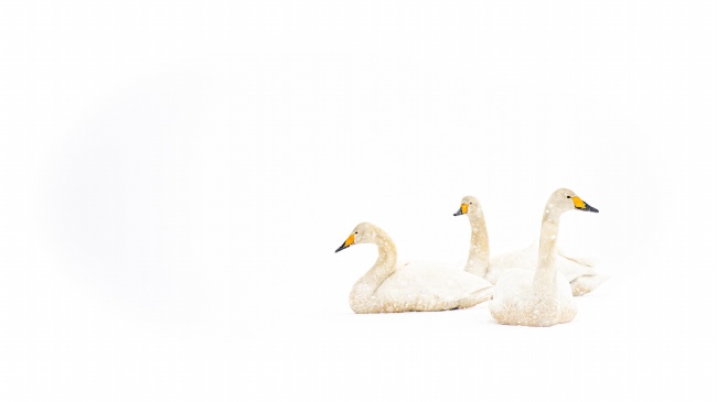 雪地白天鹅图片