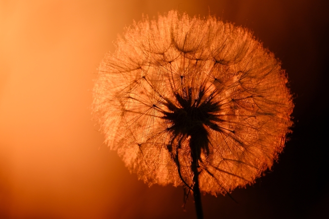 日暮黄昏唯美蒲公英摄影图片