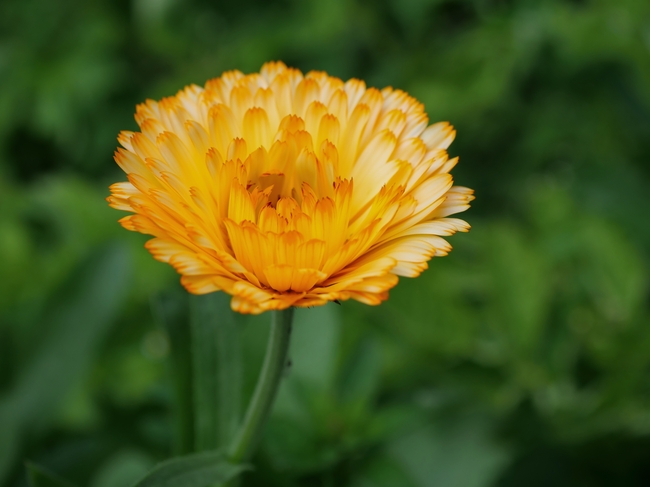 黄色万寿菊微距特写摄影图片