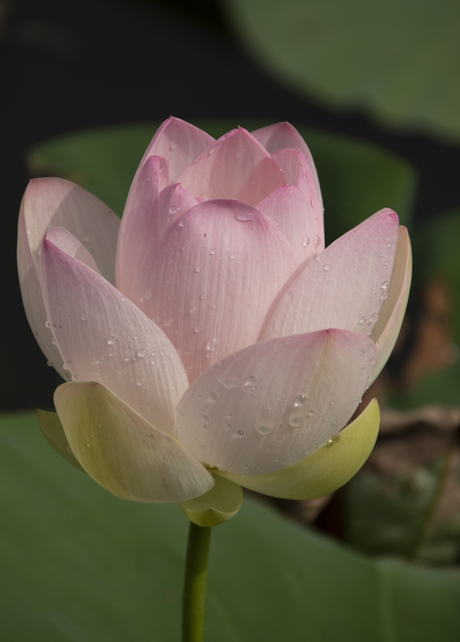 雨后淡雅粉色莲花盛开图片