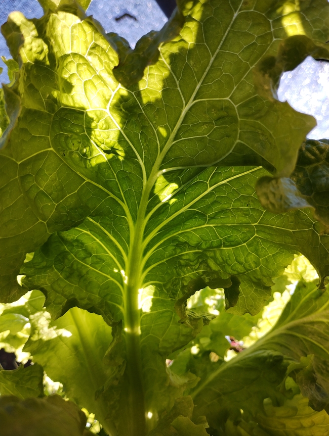 菜园绿色有机芥菜摄影图片