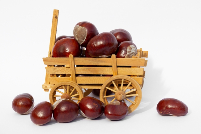 秋季野生板栗摄影图片