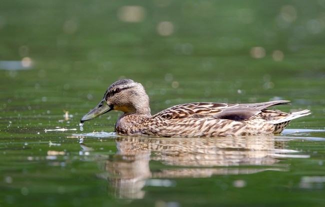 池塘里自由嬉戏的斑嘴鸭图片