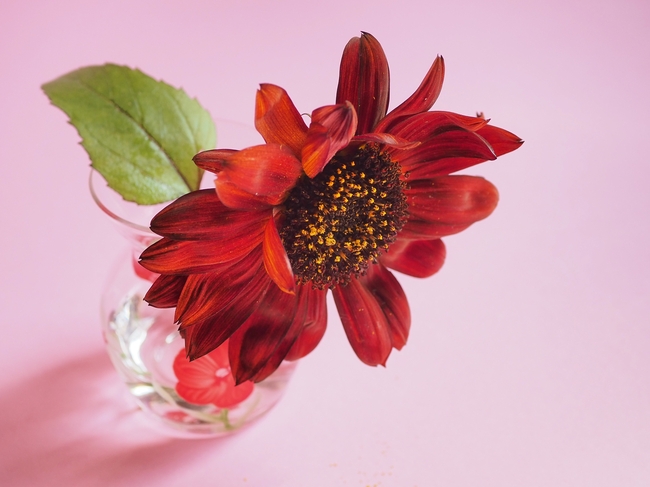 红色向日葵水培插花摄影图片
