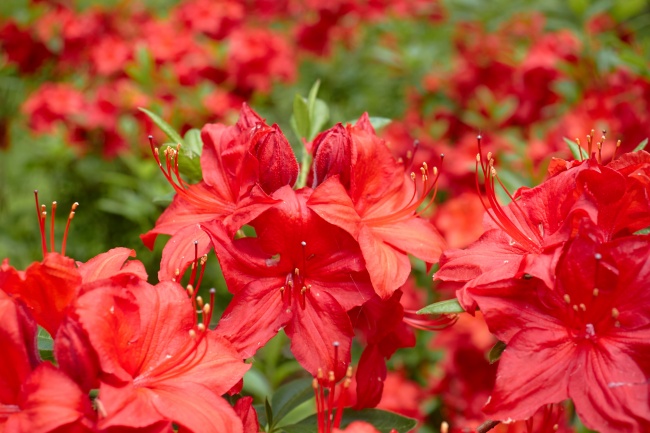 大红色杜鹃花盛开图片