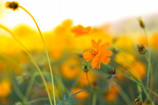 唯美格桑花壁纸图片