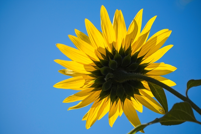 夏天黄色太阳花仰拍图