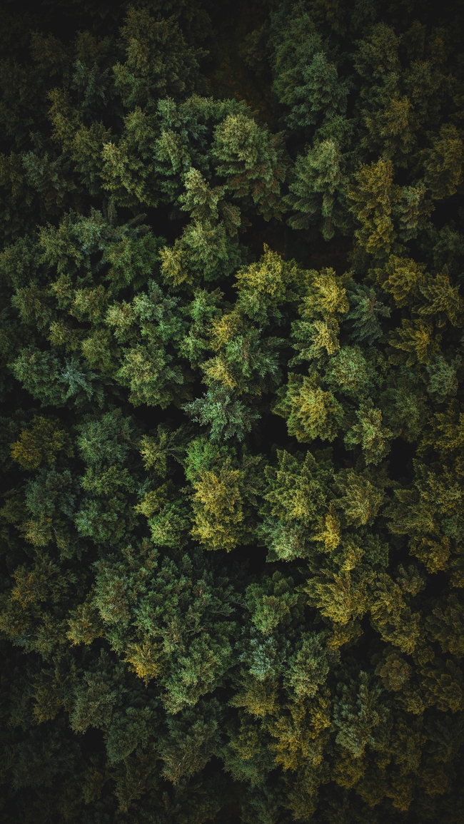 原始生态林鸟瞰图