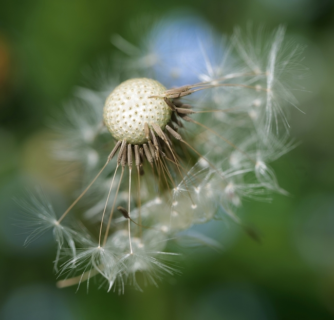 微距特写野生蒲公英植物摄影图片