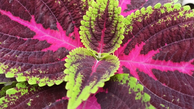 彩色锦紫苏叶子局部摄影图片