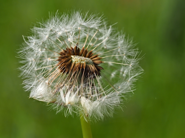一株野生蒲公英摄影图片