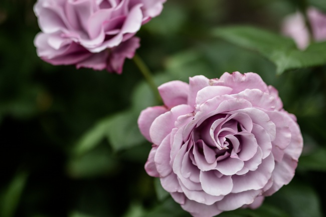 粉色微距花朵图片