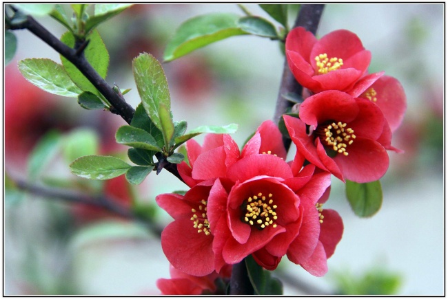 春天海棠花图片