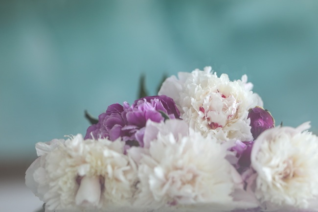 小清新白色牡丹花图片