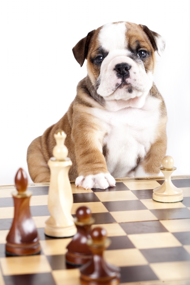 小狗与国际象棋图片