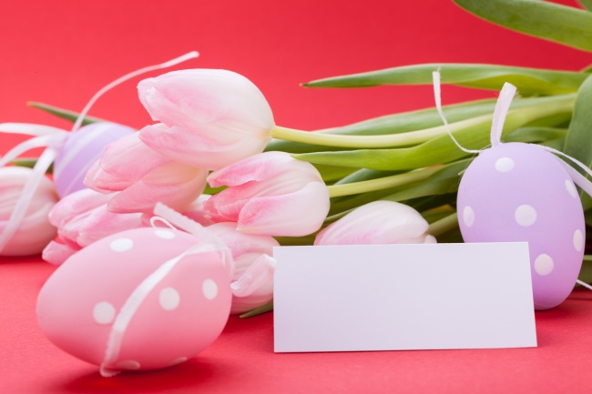 彩蛋郁金香图片