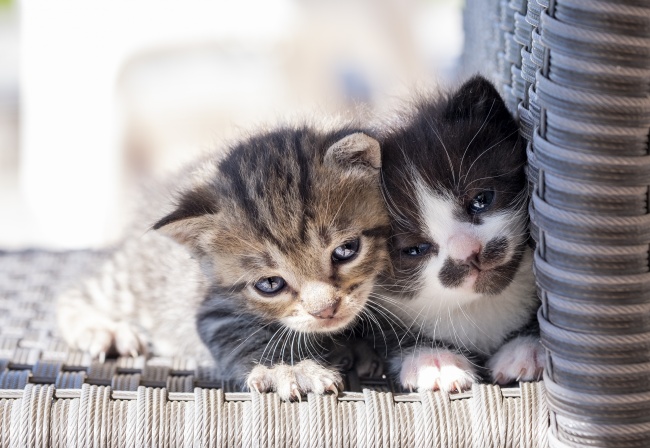 两只可爱小猫咪图片