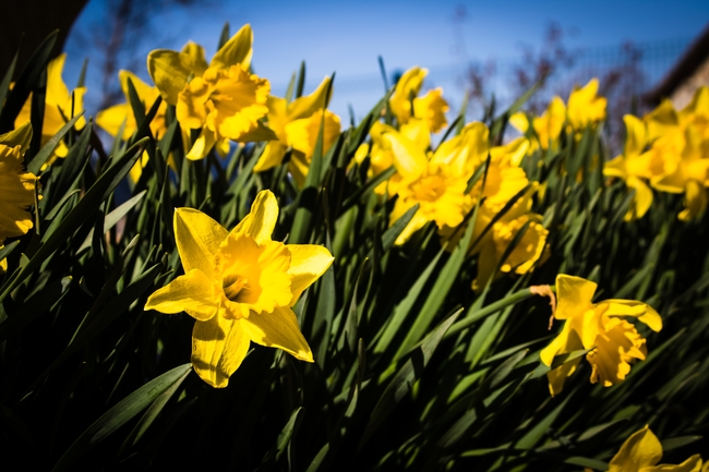 黄色水仙花花丛图片