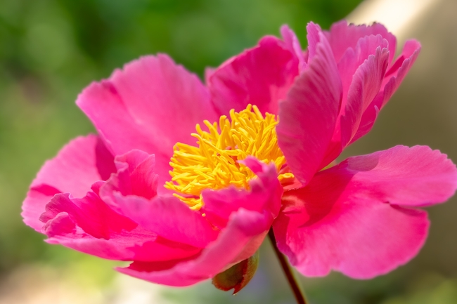 微距特写粉色芍药花图片