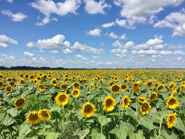 蓝天白云金色向日葵花海风景图片