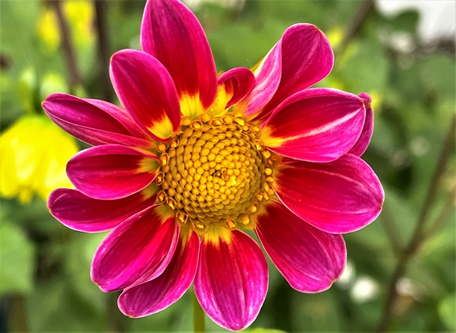 野生大丽菊图片