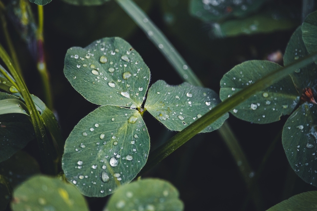 雨后三叶草图片