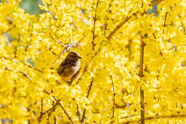春天麻雀迎春花摄影图片