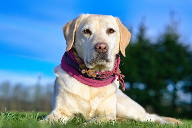可爱宠物拉布拉多犬图片