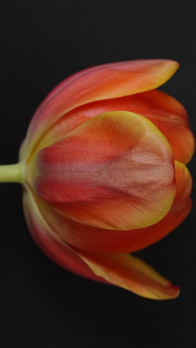 橙色郁金香微距特写摄影图片