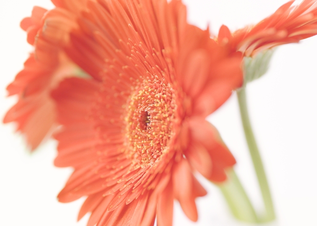 春天橙色非洲菊图片