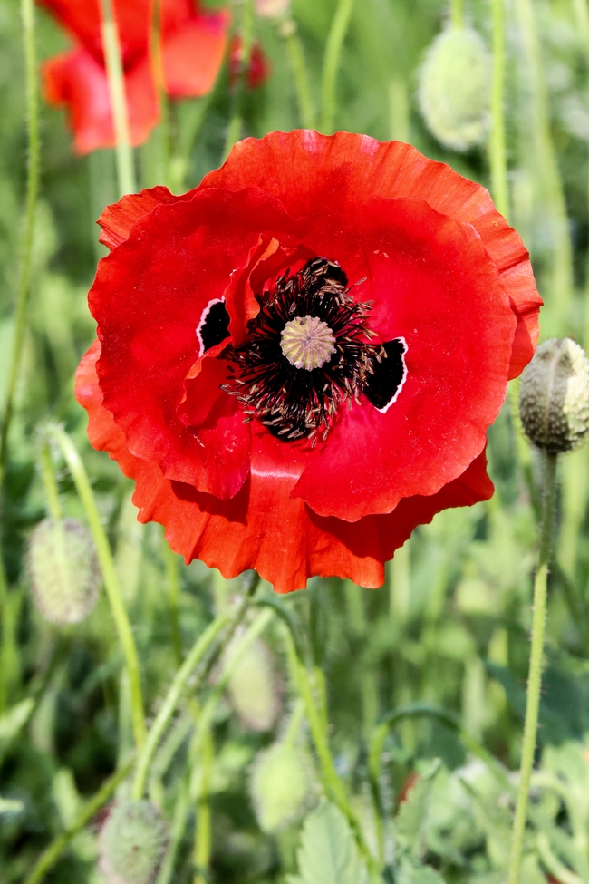 红色野生罂粟花摄影图片