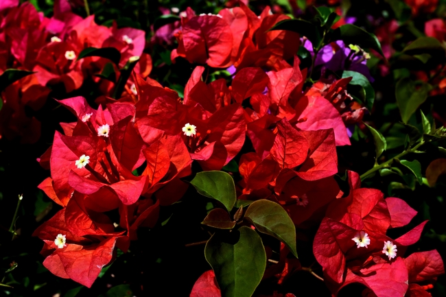 红色三角梅图片