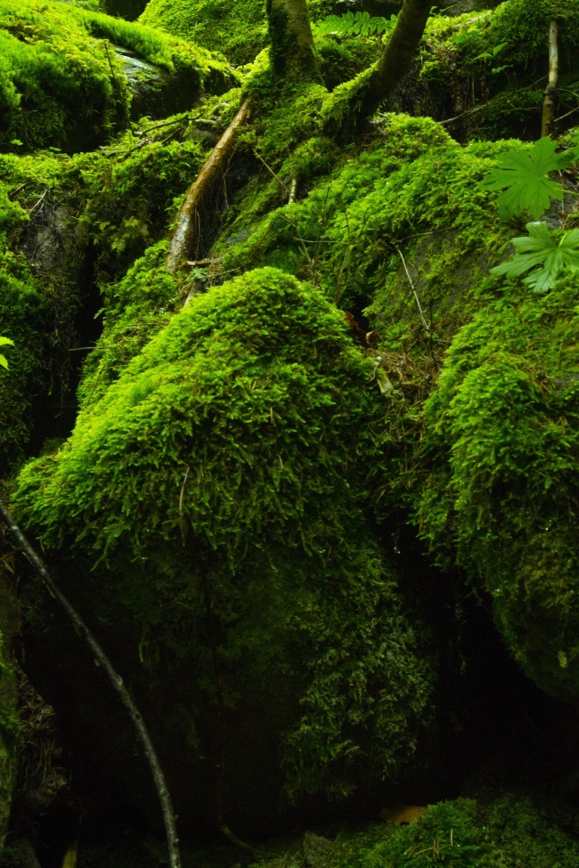 绿色青苔高清图片
