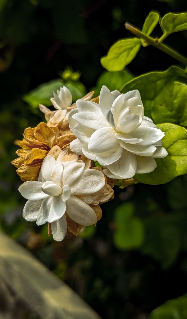 野生白色茉莉花开图片