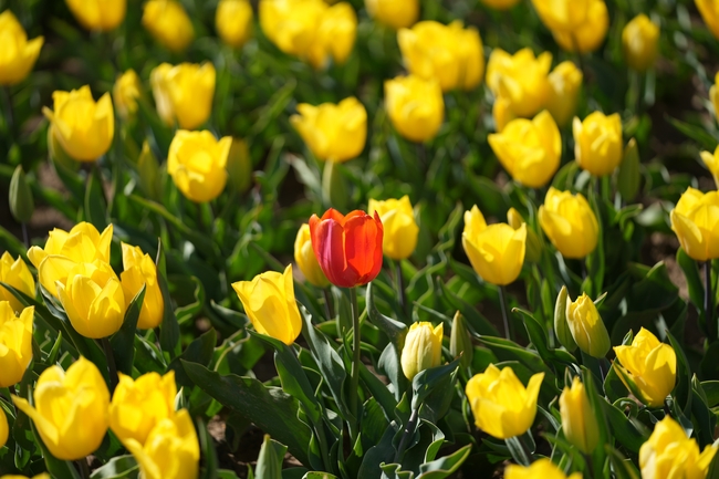 黄色郁金香花海风景图片