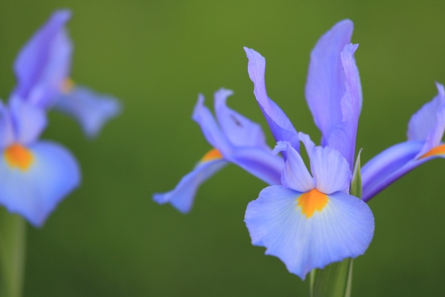 盛开百合花图片