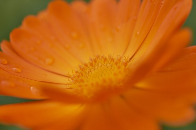 橙色万寿菊微距特写图片