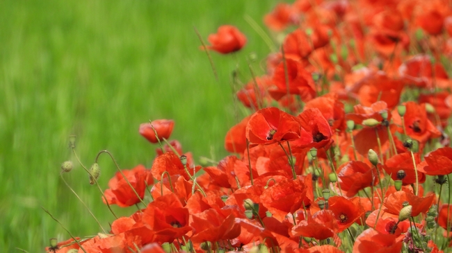 红色罂粟花花海微距特写摄影图片