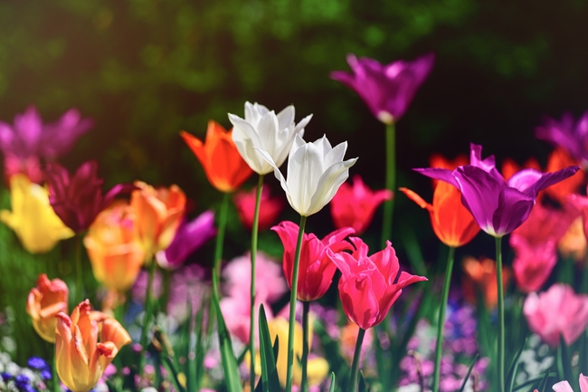 五彩缤纷郁金香花海摄影图片