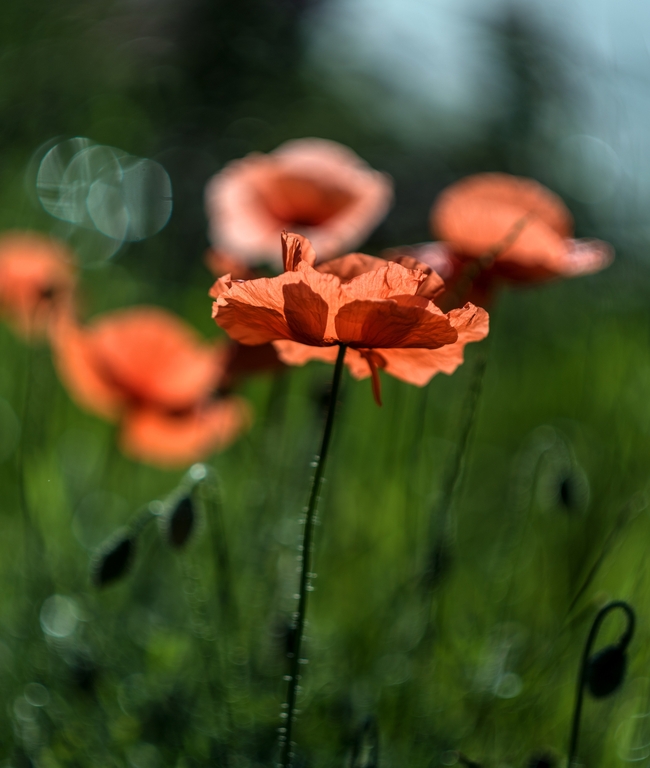 红色野生沙宾罂粟花摄影图片
