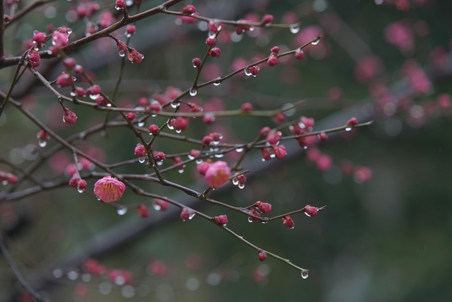 雨后梅花图片