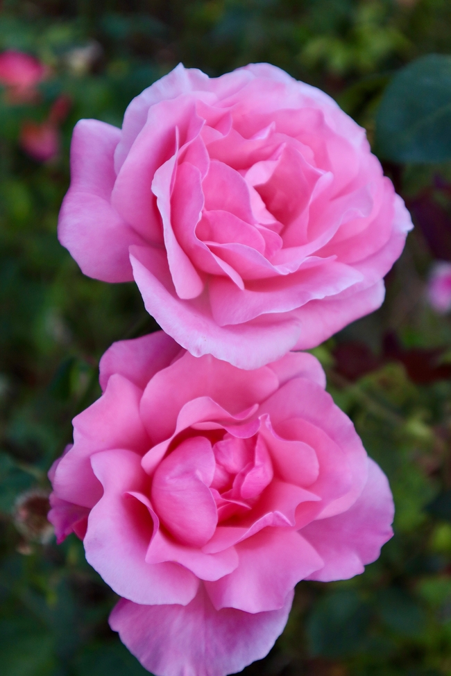 香水月季蔷薇植物图片