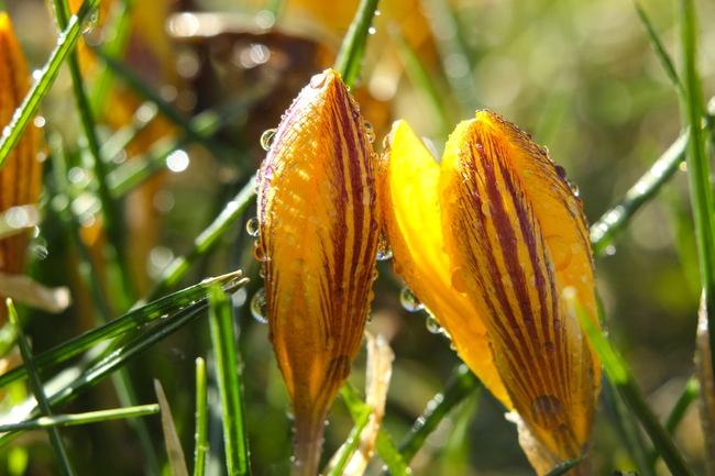 雨后草丛黄色番红花图片