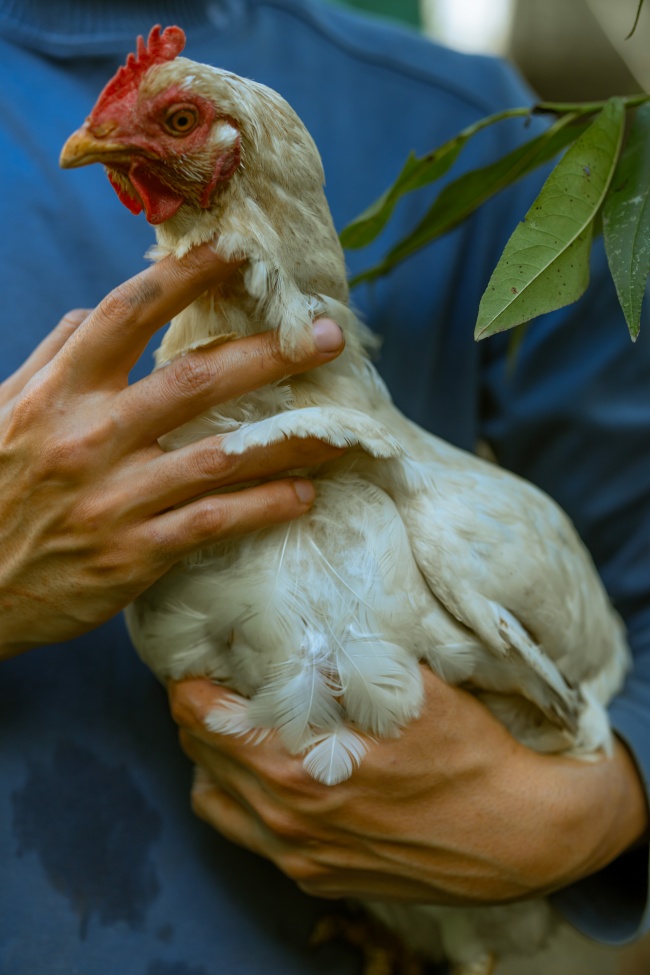 男人抱母鸡图片