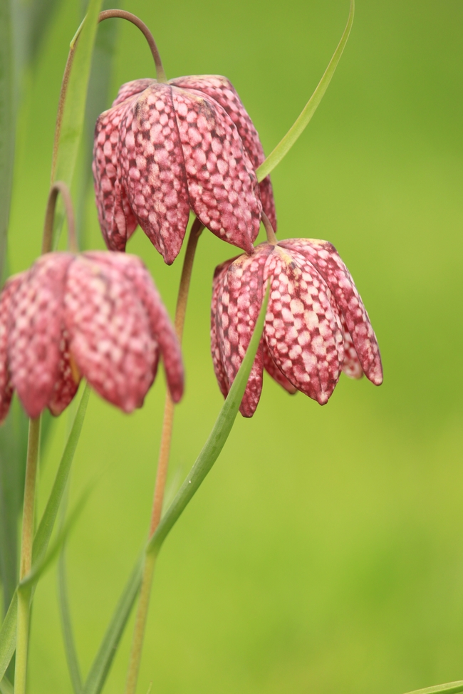 春天野生小众植物图片