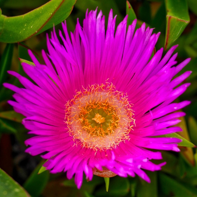 花园娇艳鲜花图片