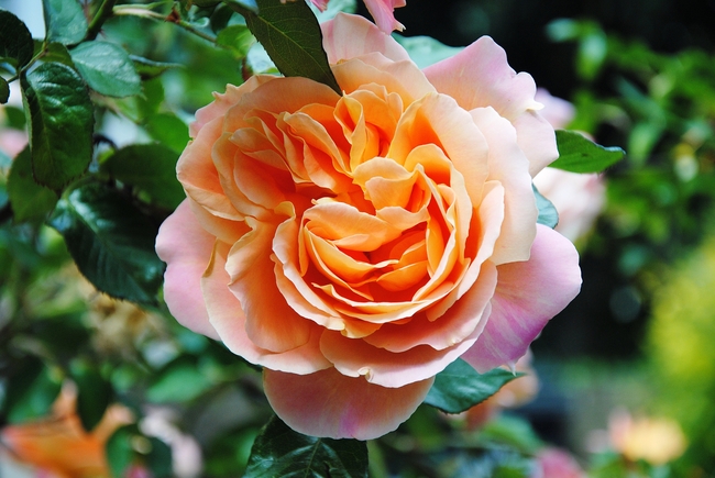 春天橙色艳丽香水月季摄影图片