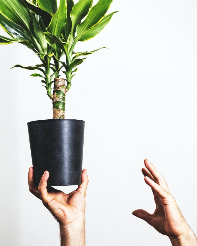 绿化小盆栽图片