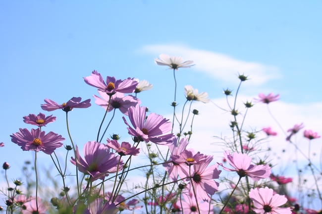 蓝天白云格桑花摄影图片