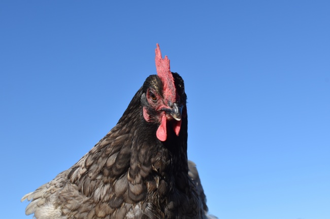 黑色羽毛大公鸡图片